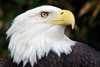Thumbnail for bald-eagle